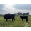 Image 11 : Malarky Farms - 35 Black/Black X Cow/Calf Pairs (Newdale, MB)