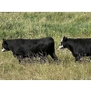 Image 4 : Frolek Cattle Co. - 950# September Delivery Spayed Grass Heifers - 130 Head (Knutsford, BC)