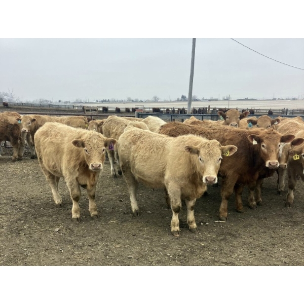 Hawk Ranching - 970# March Delivery Steers - 65 Head (Parkland, AB)