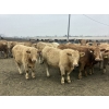 Image 1 : Hawk Ranching - 970# March Delivery Steers - 65 Head (Parkland, AB)