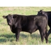 Image 4 : Brightside Stables - 600# October Delivery Steer Calves - 45 Head (Russell, MB)