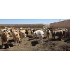Image 1 : Ripple Rock Ranch - 720# April/May Delivery Heifers - 62 Head (Fincastle, AB)