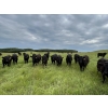 Image 3 : DJC Ranch - 1100# October Delivery Grass Steers - 900 Head (Meadow Lake, SK)