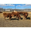 Image 5 : Hecker Farms Ltd. - 660# March Delivery Steers - 25 Head (Piapot, SK)