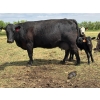 Image 4 : Lemmer Farms - 15 Angus X Mature Pairs (Lyalta, AB)