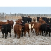Image 4 : Church Ranches - 688# March Delivery Heifers - 47 Head (Cochrane, AB)