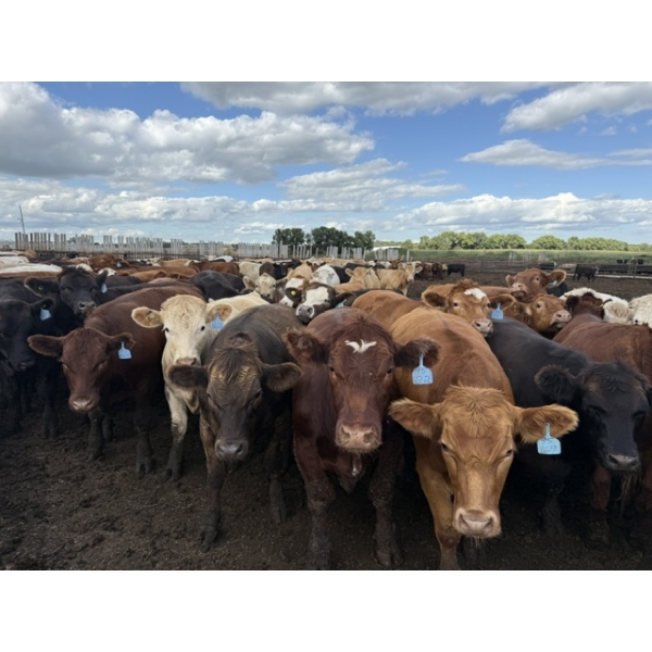 Chipping Hill Cattle Co. - 1175# August Delivery Steers - 162 Head (MacGregor, MB)