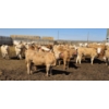 Image 11 : Amber Mountain Farms - 650# May Delivery Heifers - 57 Head (Vauxhall, AB)