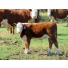 Image 2 : Bruce, Julie & Kyle Musgrove - 550# Steer Calves - 110 Head (Patricia, AB)