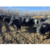 Image 6 : GDS Enterprises Ltd. - 890# February Delivery Steers - 120 Head (Burstall, SK)
