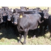 Image 12 : Taylor Enterprises Inc. - 875# October Delivery Grass Heifers - 100 Head (Wawota, SK)