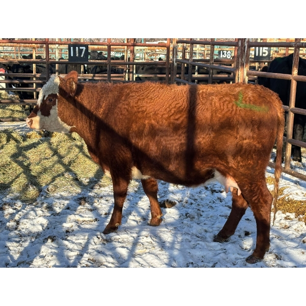 98 Ranch - 1 Cow (Pen 117) *Later Calving*