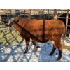 Image 1 : 98 Ranch - 1 Cow (Pen 117) *Later Calving*