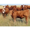 Image 3 : Wadella Ranch - 675# October Steer Calves - 180 Head (Kipling, SK)