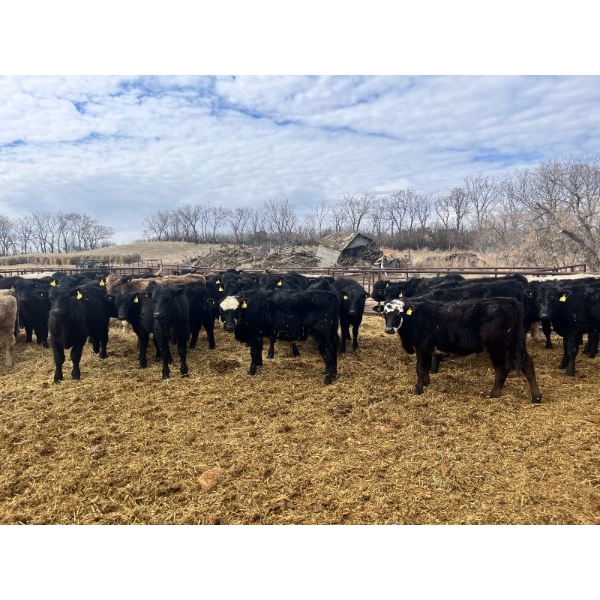 Upland Livestock - 550# April/May Delivery Steers - 60 Head (Wood Mountain, SK)