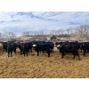 Image 1 : Upland Livestock - 550# April/May Delivery Steers - 60 Head (Wood Mountain, SK)