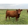 Image 12 : Malarky Farms - 35 Red/Red X Cow/Calf Pairs (Newdale, MB)