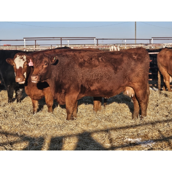 Douglass Agro - 1 Red 2nd Calver (Pen 520)