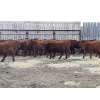 Image 6 : Sierra Colony Farms Ltd. - 750# January Delivery Weaned Steers - 78 Head (Eastend, SK)