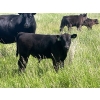 Image 2 : Harley Hutton - 590# October Delivery Steer Calves - 80 Head (Hanna, AB)