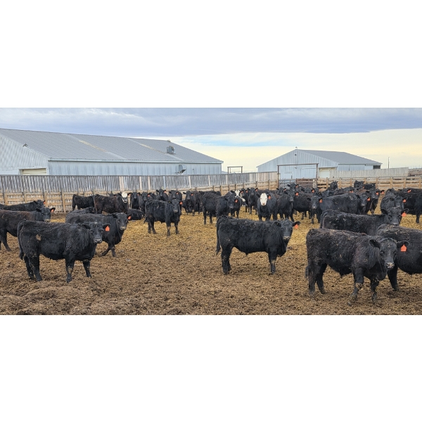 M.S. MacLean Livestock - 920# March Delivery Steers - 144 Head (Coaldale, AB)