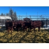 Image 2 : Crooked Creek Ranch - 6 Second Calvers (Pen 439)