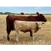Image 6 : Kokay Farms Ltd. - 660# Heifer Calves - 45 Head (Rosemary, AB)