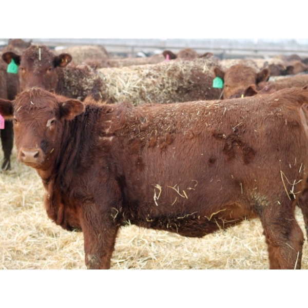 A&A Farms - 25 Red Replacement Heifers (Coaldale, AB)
