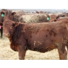 Image 1 : A&A Farms - 25 Red Replacement Heifers (Coaldale, AB)