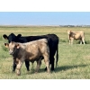 Image 16 : Darcy, Colton & Blake Reinhardt - 650# Steer Calves - 95 Head (Nightingale, AB)