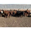 Image 1 : Brian Perillat - 760# March Delivery Steers - 70 Head (Olds, AB)