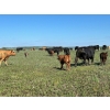 Image 6 : Northwest Cattle Company - 450# September Delivery Steer Calves - 220 Head (Woking, AB)