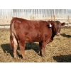 Image 8 : A&S Farms - 24 Red Simm X Replacement Heifers (Coaldale, AB)