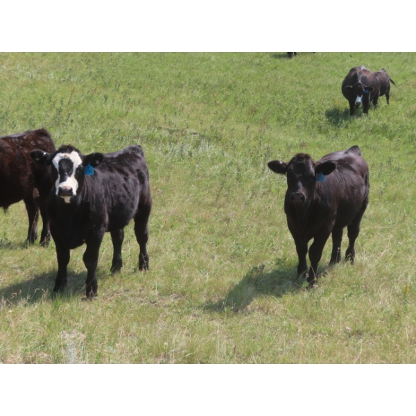Blooming Enterprises Ltd. - 565# October Delivery Heifer Calves - 65 Head (Gladmar, SK)