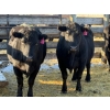 Image 2 : 6S Family Farm - 7 Mature Cows (Pen 414)