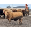 Image 4 : Birch Island Land & Cattle - 1050# April Delivery Steers - 171 Head (Rhein, SK)