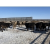 Image 3 : 6U Cattle Company - 1075# April Delivery Steers - 52 Head (Manning, AB) VBP+