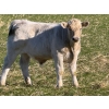 Image 5 : GW Murray Ranches - 675# November Delivery Steer Calves - 86 Head (Rolling Hills, AB)
