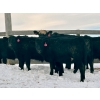 Image 2 : Sturgeon River Ranch - 675# March Delivery Steers - 90 Head (Rockyford, AB)