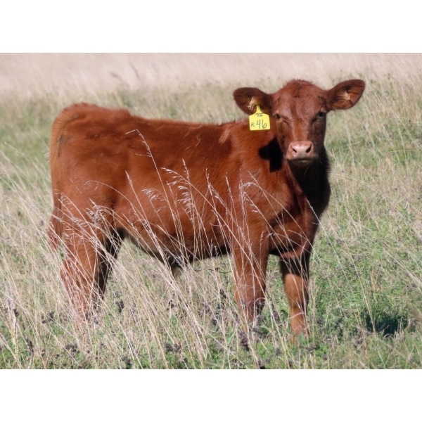 Hebert Livestock Ventures - 700# February Delivery Weaned Steers - 174 Head (Wawota, SK) VBP+