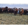 Image 7 : Stensrud Cattle Co. - 6 Red Cows (Pen 420)