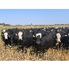 Image 2 : Diamond A Farms - 1000# September Grass Steers - 106 Head (Girvin, SK)