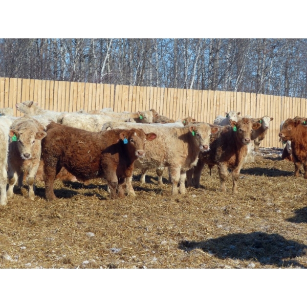 Winn Man Farms - 750# March Delivery Steers - 160 Head (Winnipegosis, MB)
