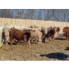 Image 1 : Winn Man Farms - 750# March Delivery Steers - 160 Head (Winnipegosis, MB)
