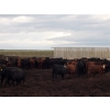 Image 7 : Sonny Wierenga - 940# September Delivery Heifers - 86 Head (Granum, AB)
