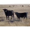 Image 4 : Rowbotham Ranching - 450# November Delivery Steer Calves - 100 Head (Wardlow, AB)