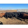 Image 2 : Wade Fewings - 650# March/April Delivery Steers - 71 Head (Pierson, MB) VBP+