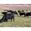 Image 3 : Harpur Ranch - 590# November Delivery Steer Calves - 70 Head (Rock Creek, BC)