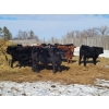 Image 7 : Loch Lomond Livestock Ltd. - 725# March Delivery Steers - 45 Head (Eyebrow, SK)