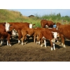 Image 3 : Bruce, Julie & Kyle Musgrove - 550# Steer Calves - 110 Head (Patricia, AB)